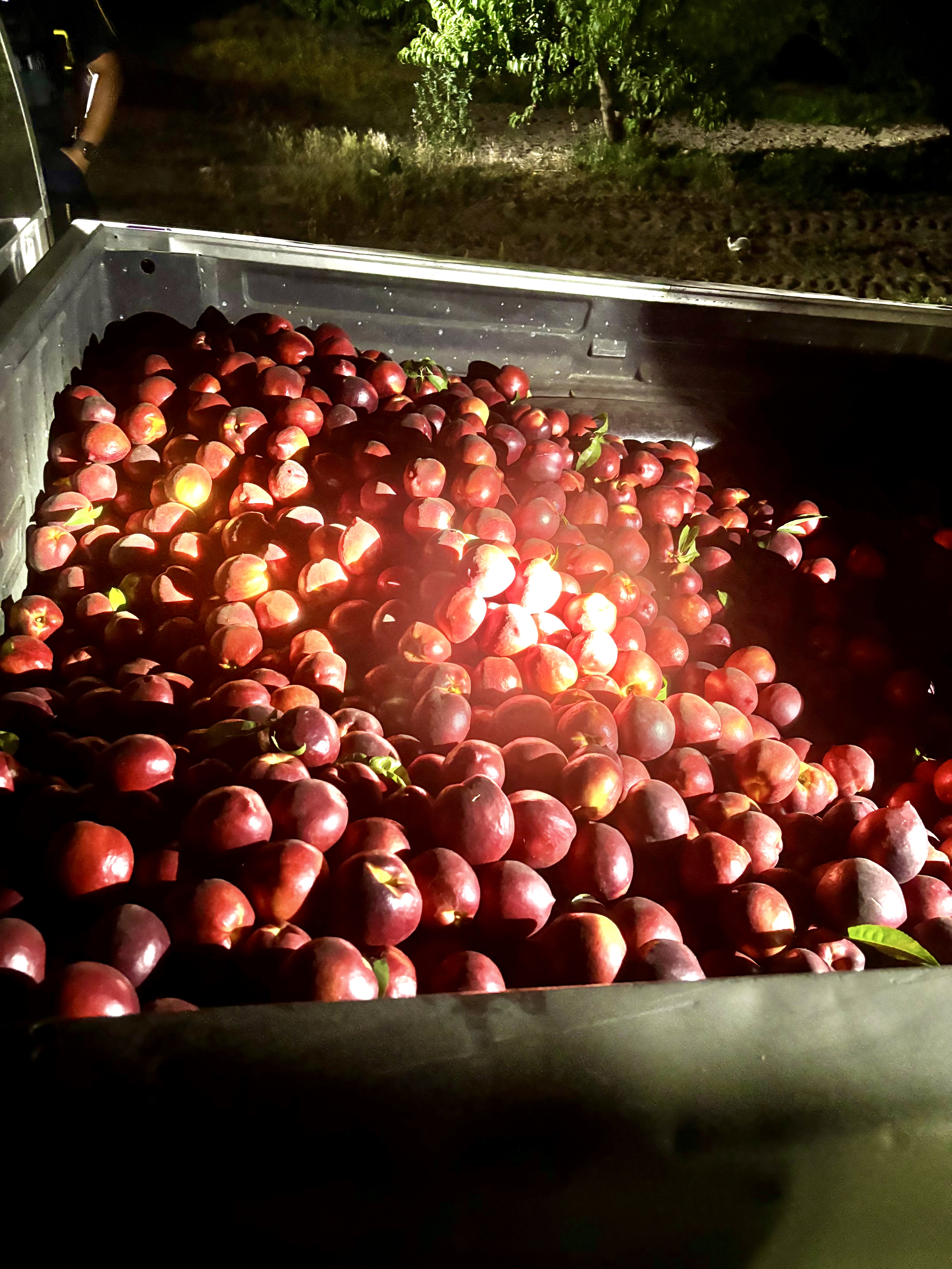 Truck bed filled with nectarines