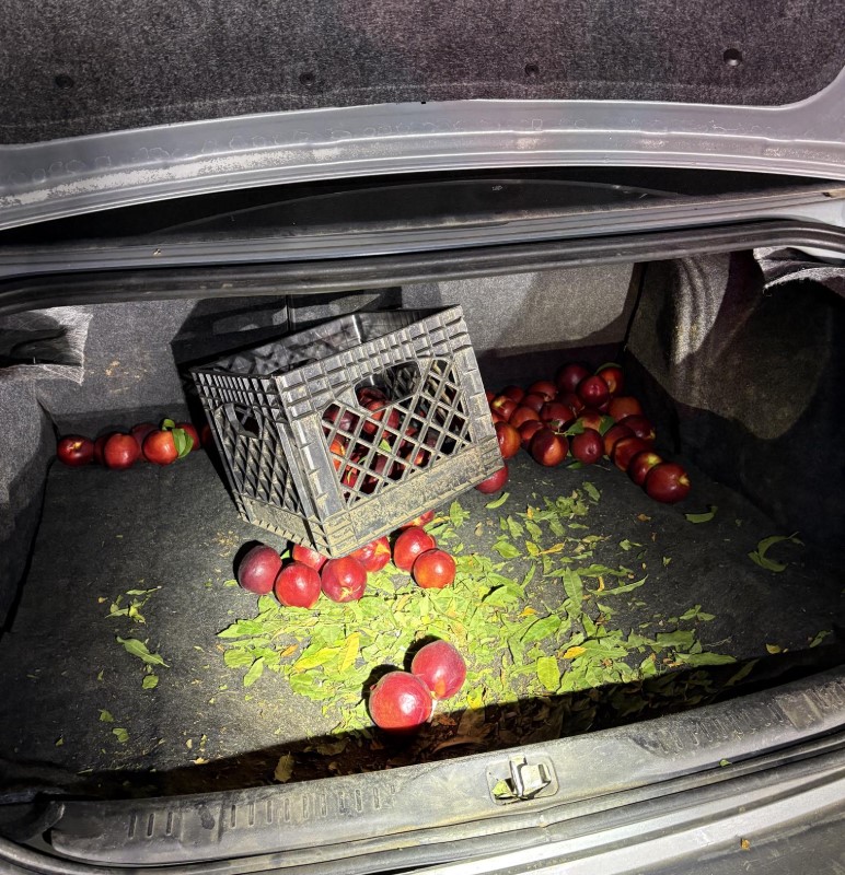 Trunk with crate of nectarines